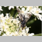Lophosia fasciata - Raupenfliege 02b.jpg